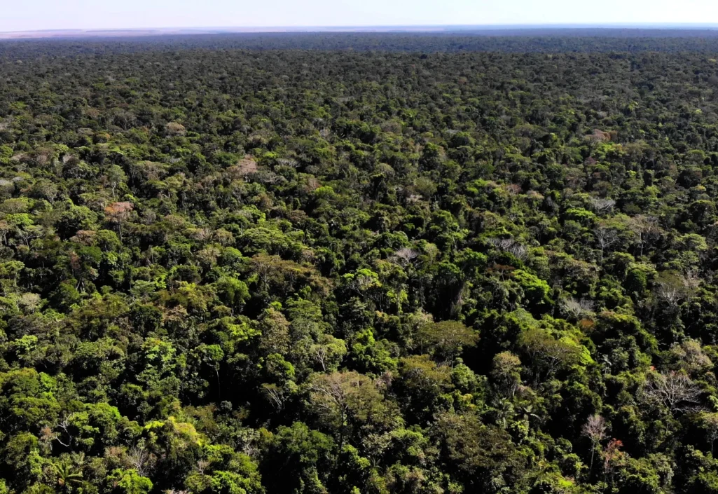 Imagem Contato Site FNBF Floresta Floresta Manejo Florestal