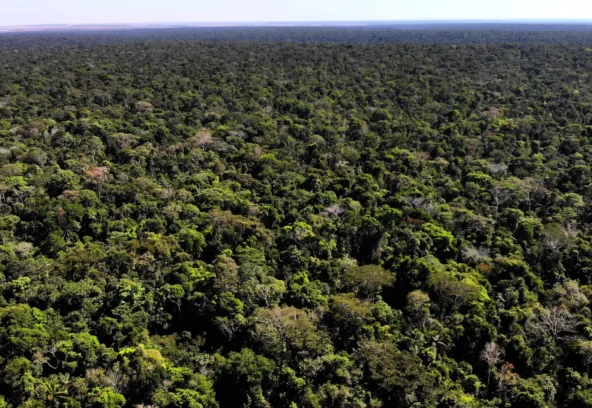 Imagem Contato Site FNBF Floresta Floresta Manejo Florestal