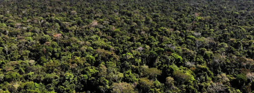 Imagem Contato Site FNBF Floresta Floresta Manejo Florestal